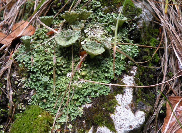 Cladonia sp su roccia calcarea